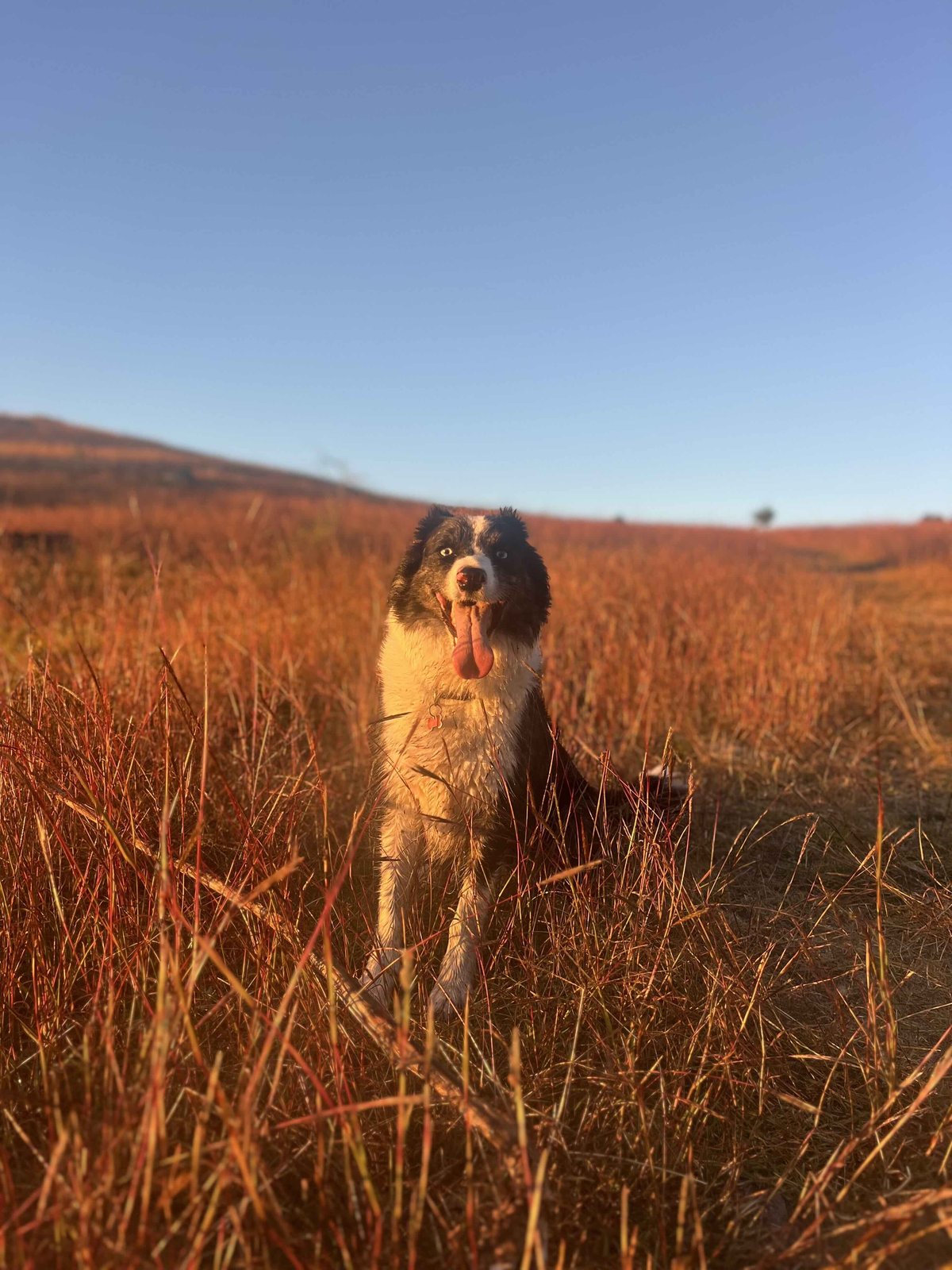 Working dog in a paddock at sunrise
